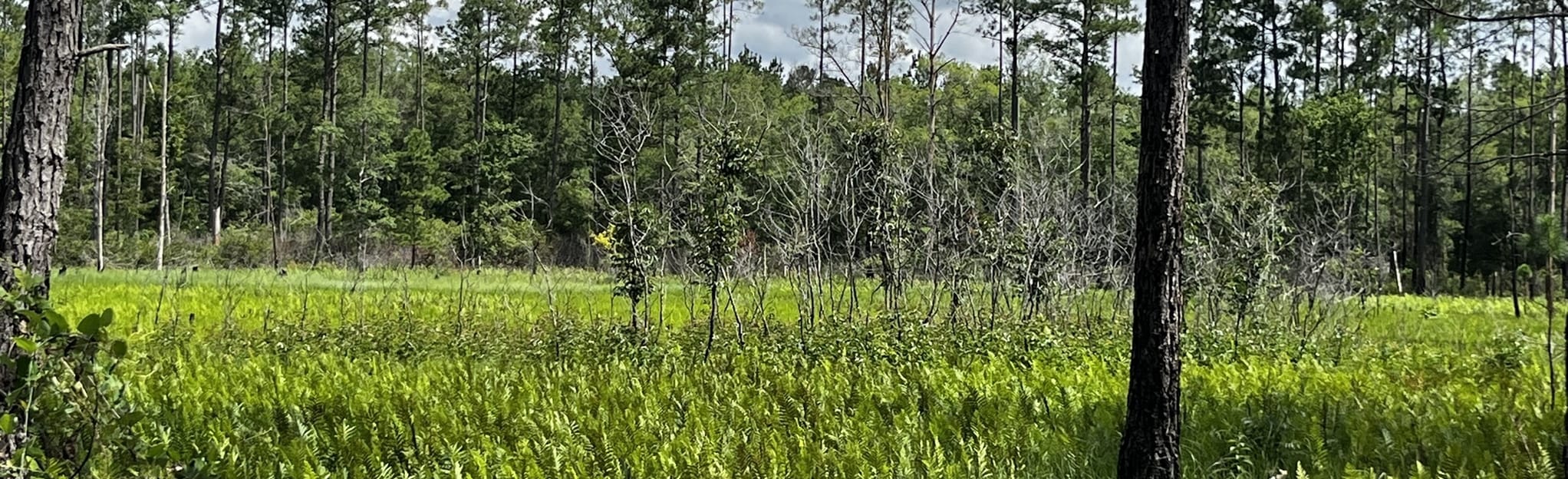 Mill Creek Marsh and Old Providence Loop 32 foto Florida AllTrails