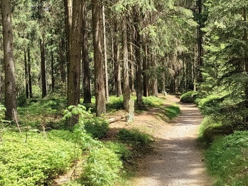 Rennsteig Etappe 6: Friedrichshöhe - Spechtsbrunn