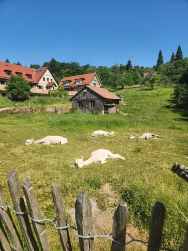 Zwischen Kohlhof und Königsstuhl zur Posseltslust