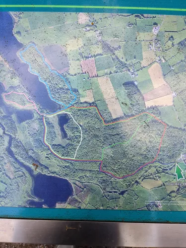 Best Hikes and Trails in Dromore Wood | AllTrails