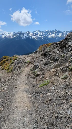 Dog friendly trails shop olympic national park