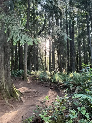 Duthie hill online trails