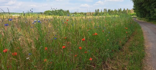 Rundweg Hollfeld: Gelbe Spitze