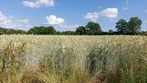 Rundweg ab Altenberge