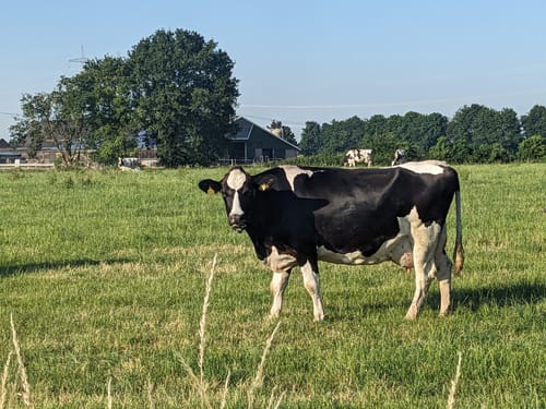 Haldern Rundweg A6
