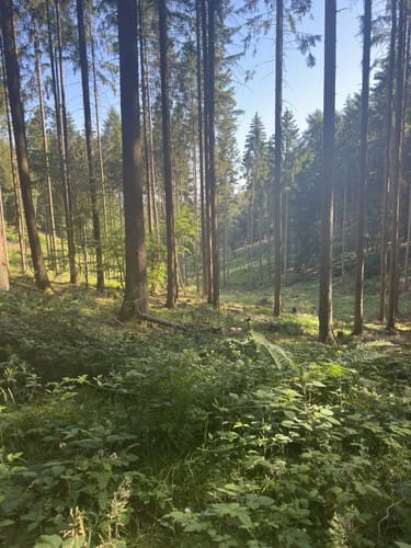 Dierscheid