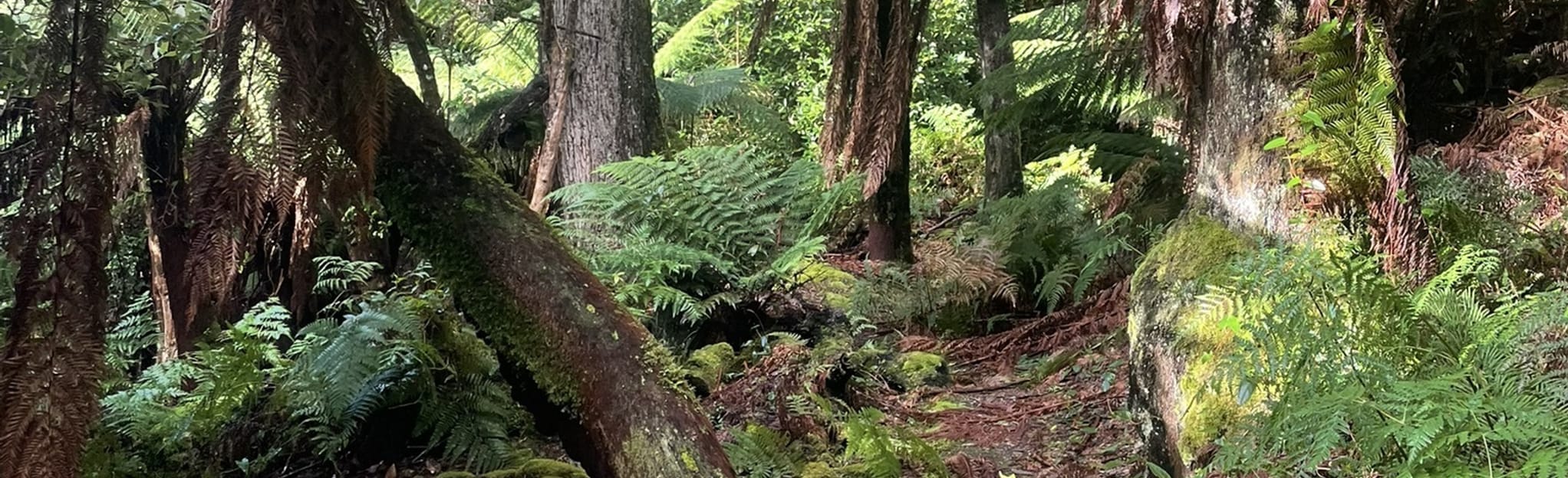 Blue Tier Big Tree Loop 51 Fotos Tasmânia, Austrália AllTrails