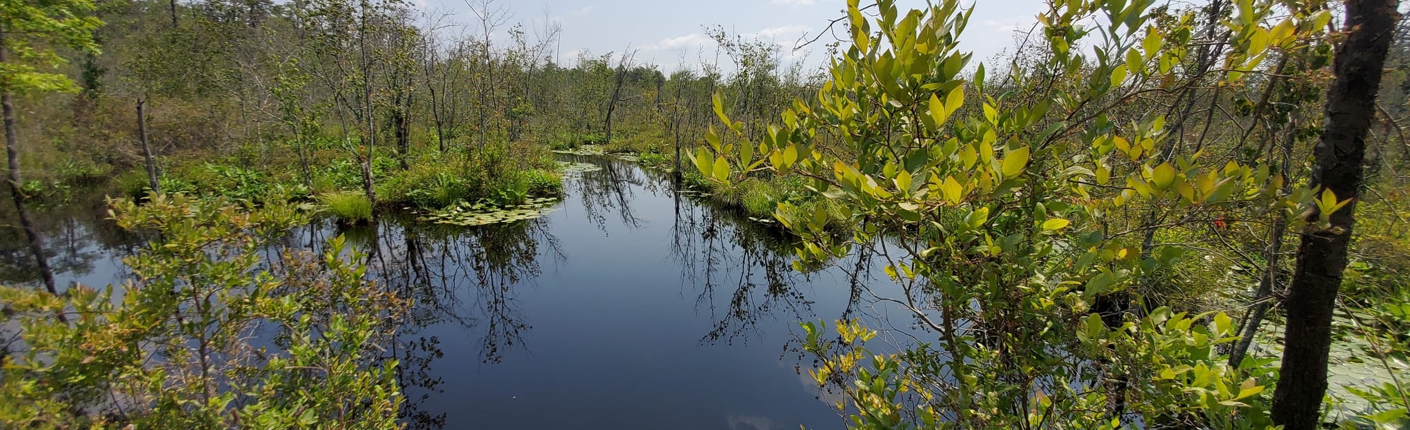 Brendan Byrne Forest Loop 107 Reviews, Map New Jersey AllTrails