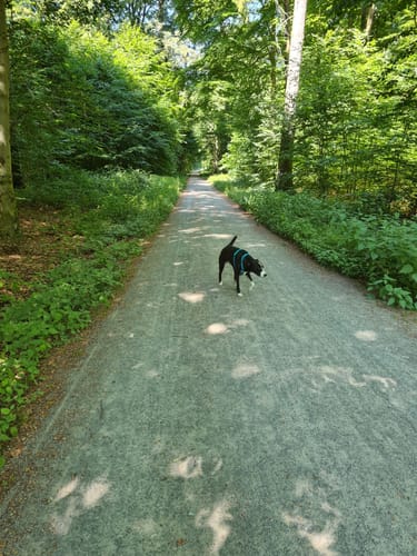 Rundwanderweg Groß-Bieberau Heidekopf 4: Hohe Straße-Weg