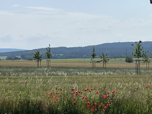 Kranich-Rundwanderweg 3