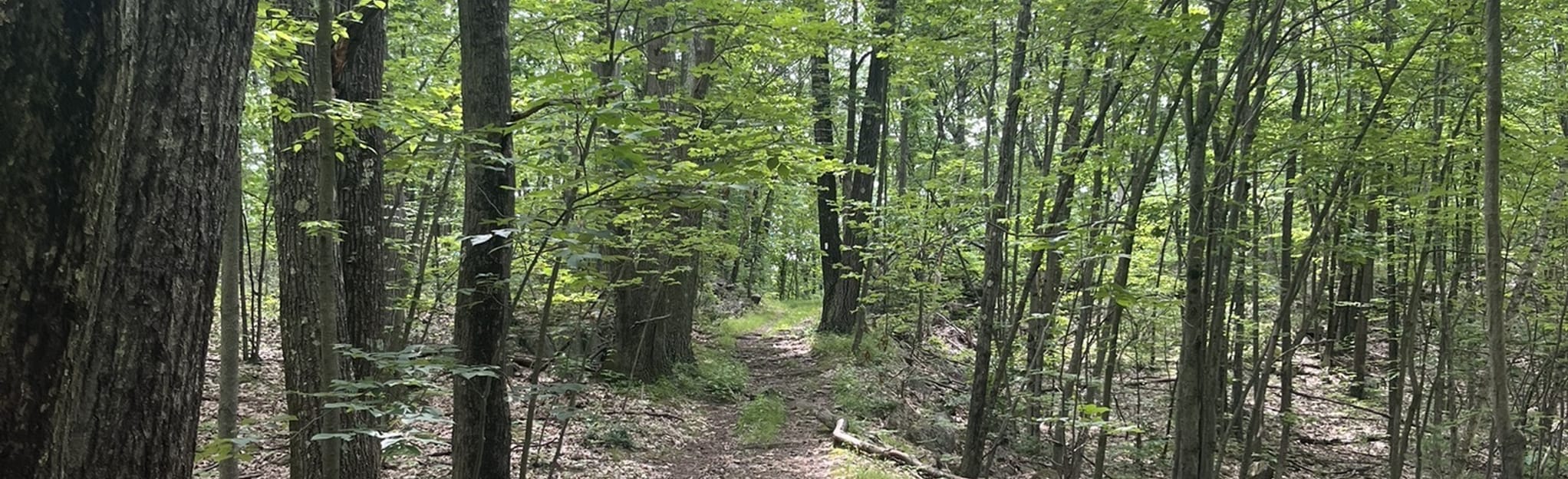 East Mountain Wildlife Management Area Loop 79 fotos Massachusetts AllTrails