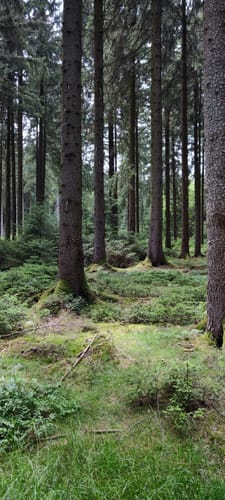 Rund um den Streitwald