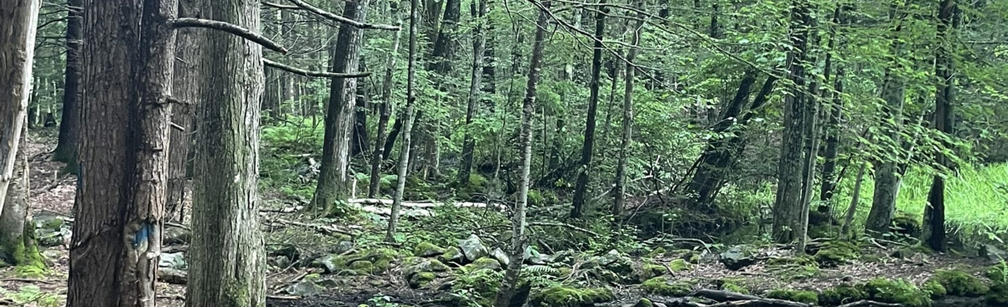 Kittery Town Forest Yellow, Red, Blue Loop, Maine 135 Reviews, Map