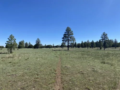 2023 Best Horseback Riding Trails in Mormon Lake | AllTrails