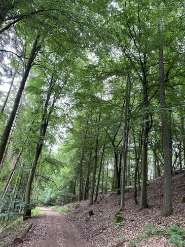 Minheimer Wald (RW 3)