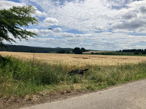 Bad Arolsen Wanderweg W4