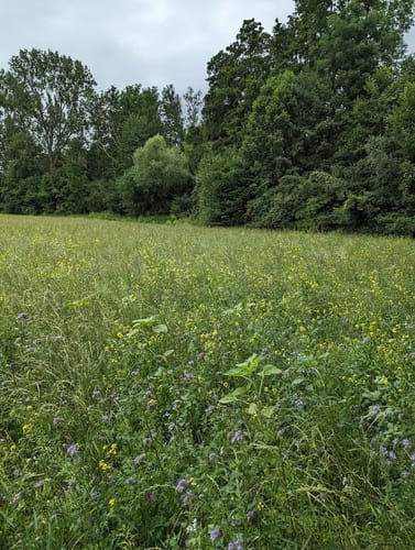 Pesch Rundweg A7
