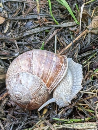 Pesch Rundweg A7
