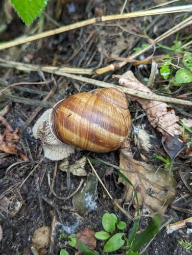 Pesch Rundweg A7