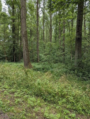 Pesch Rundweg A7