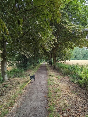 Pesch Rundweg A7