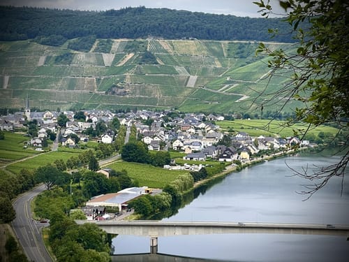 Rund um Zimmet - Moselwanderung in Piesport