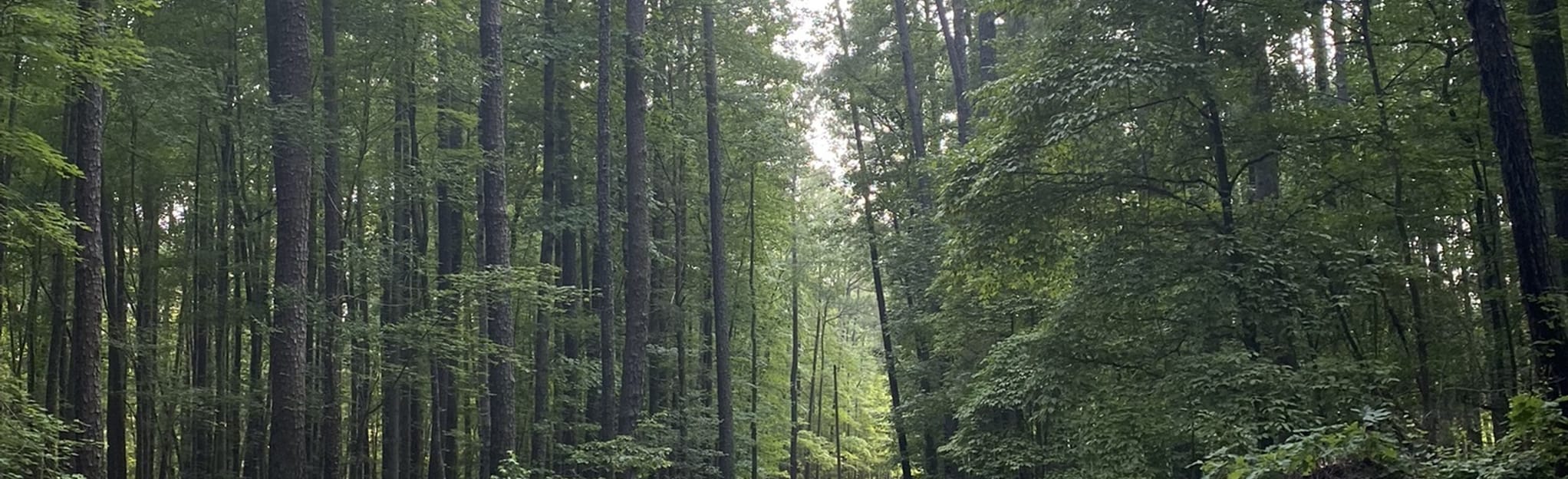 North Turkey Creek Trail 302 Reviews, Map North Carolina AllTrails