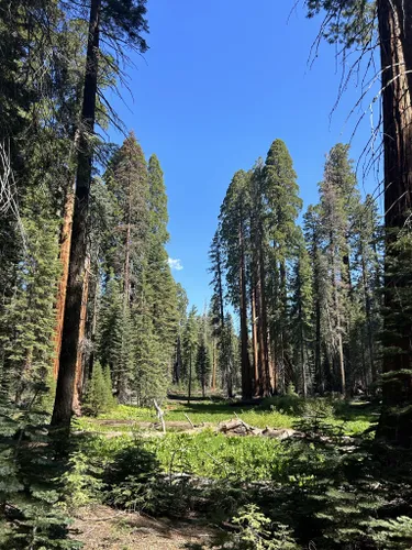 Sequoia national shop park alltrails