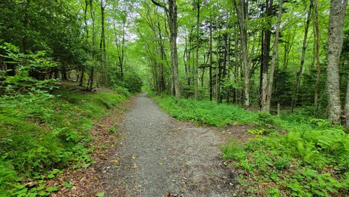 10 Best Hikes And Trails In Grayson Highlands State Park Alltrails 1435