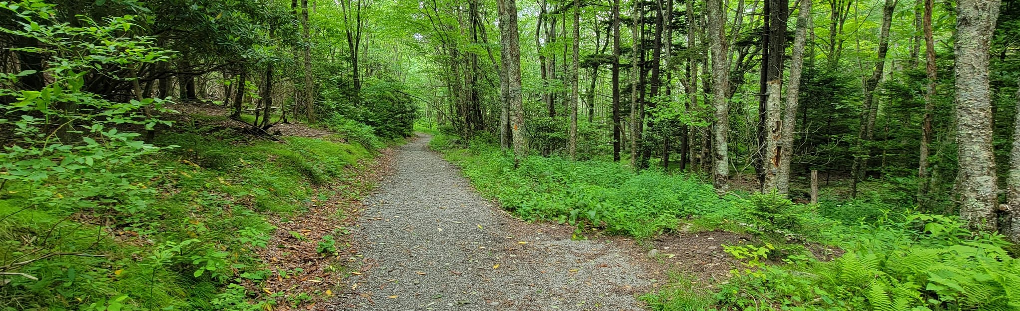 Cabin Creek Trail 471 Reviews, Map Virginia AllTrails