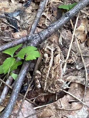 2023 Best Wild Flowers Trails in Macungie | AllTrails