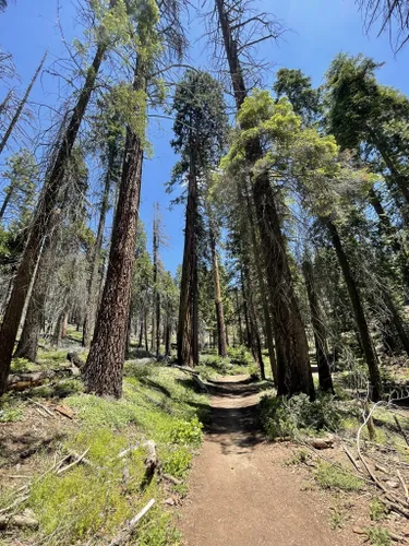 10 Best Hikes and Trails in Kings Canyon National Park | AllTrails