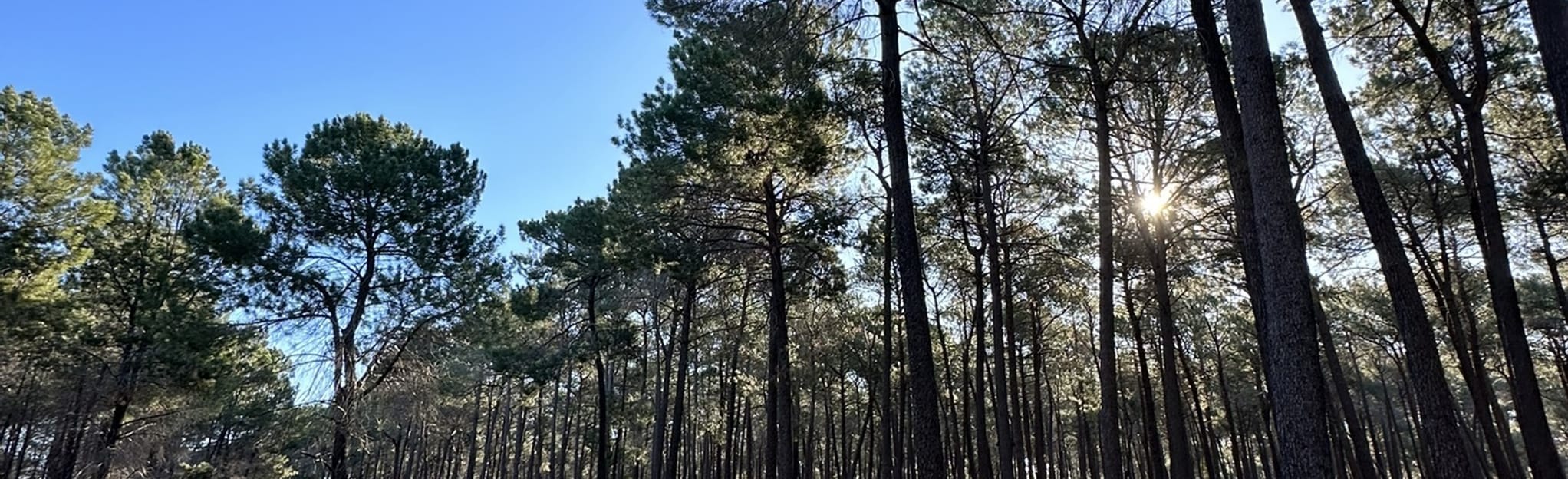 Gnangara Pines 31 Fotos Western Australia, Australien AllTrails