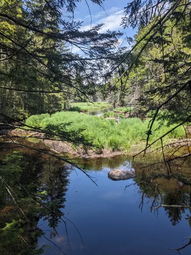 Best Dog Friendly Trails in Otter Lake | AllTrails