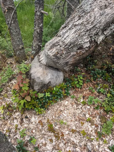 Best Dog Friendly Trails in Otter Lake | AllTrails