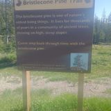 Bristlecone Pine Trail, Utah - 173 Reviews, Map 