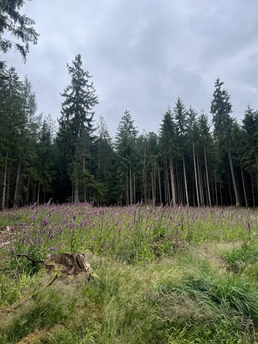 Waldfriede - Hoher Berg - Schwarzer Berg - Rosskopf