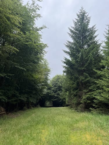 Waldfriede - Hoher Berg - Schwarzer Berg - Rosskopf
