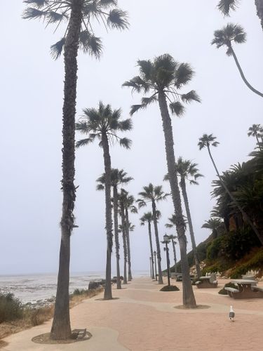 Los Angeles Royal Palms Beach Stock Photo - Download Image Now - Beach,  California, Royal Palm - iStock