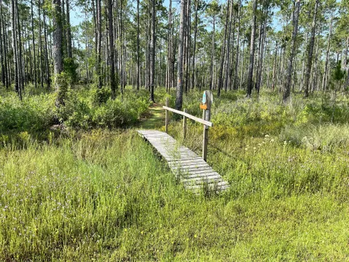 2023 Best River Trails in Salt Springs | AllTrails