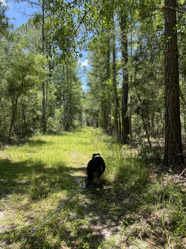 Best Hikes And Trails In Green Swamp Wilderness Preserve | AllTrails