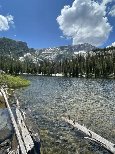 10 Best Wild Flowers Trails in Bitterroot National Forest | AllTrails
