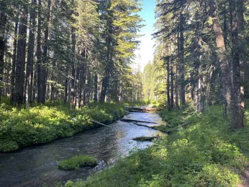 10 Best Dogs On Leash Trails in Mount Saint Helens National Volcanic ...