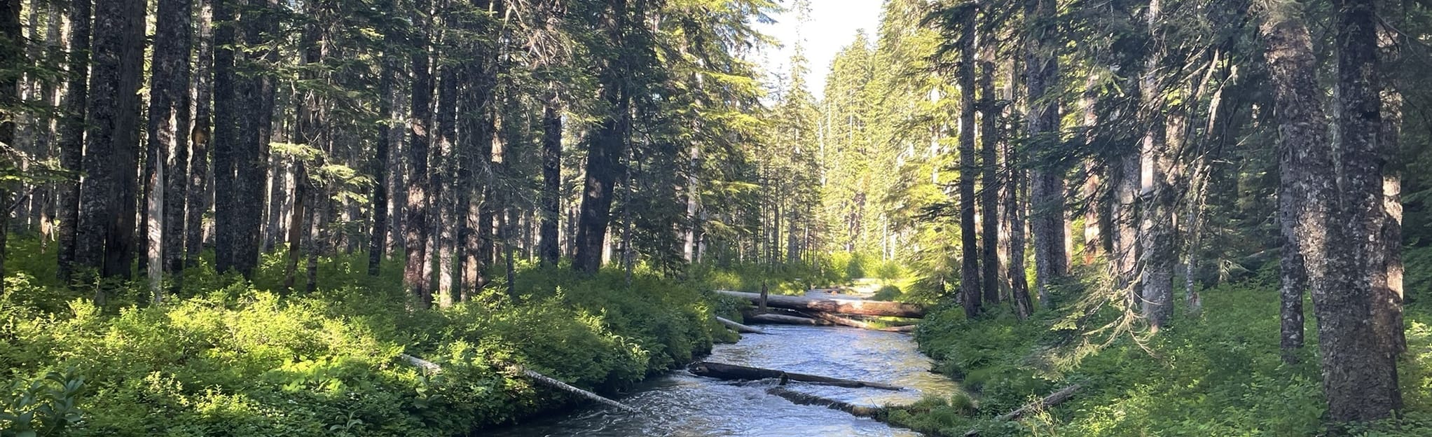 McBride Lake via Toutle Trail 64 Reviews, Map Washington AllTrails
