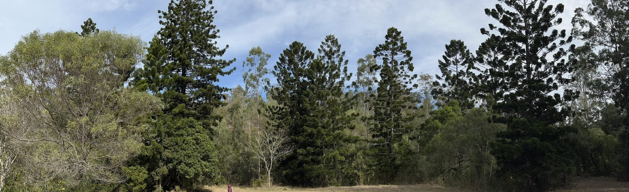 Sandy Creek Track and Central Ridge Track: 20 Reviews, Map - Queensland ...