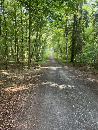Große Runde durch den Greutterwald