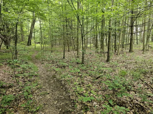 Best Hikes and Trails in Sugar Hill State Forest | AllTrails