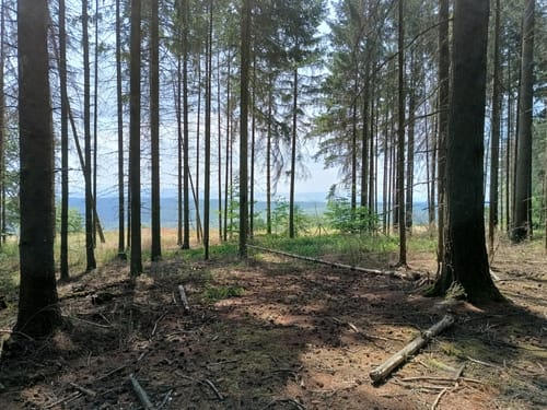 Rundweg Neupfalz