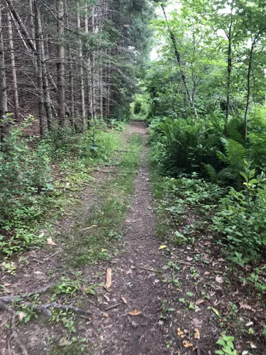 Rice Lake Conservation Area De Beste Routes Om Te Wandelen Alltrails 9293