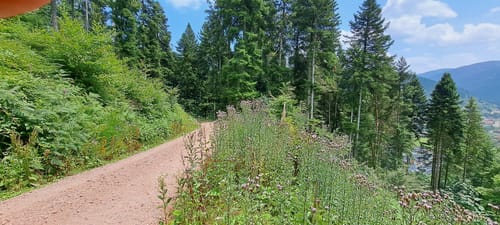 MTB: Brandenkopf Single-Trail